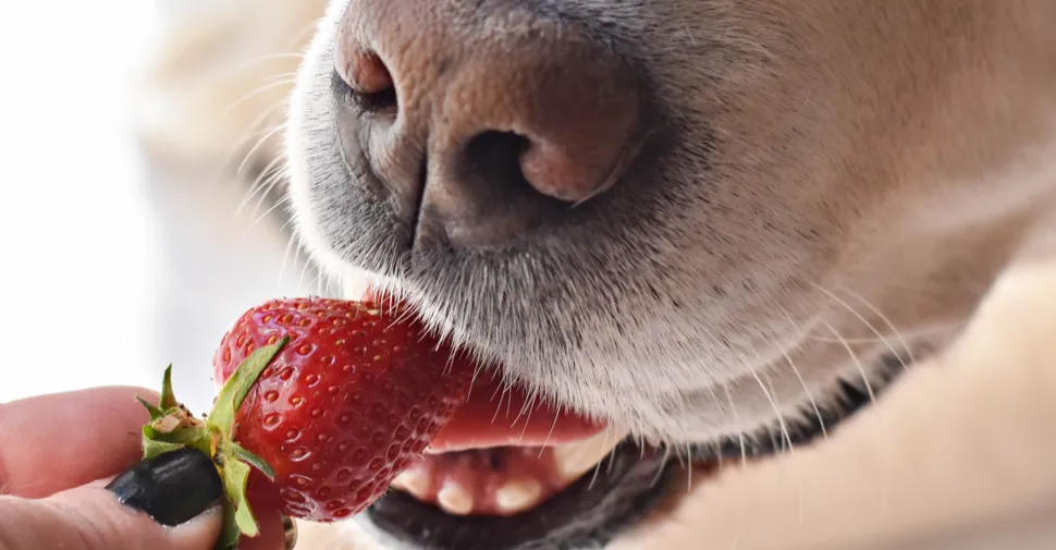 Cachorro pode comer morango