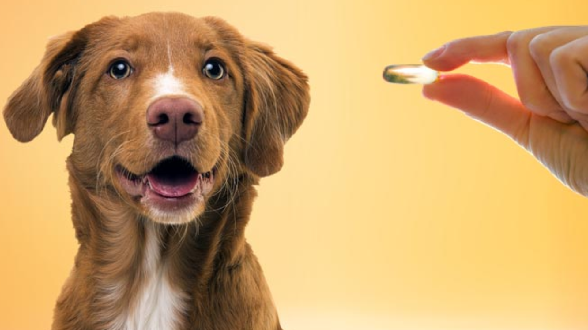 Ômega 3 e seu benefícios para os cães