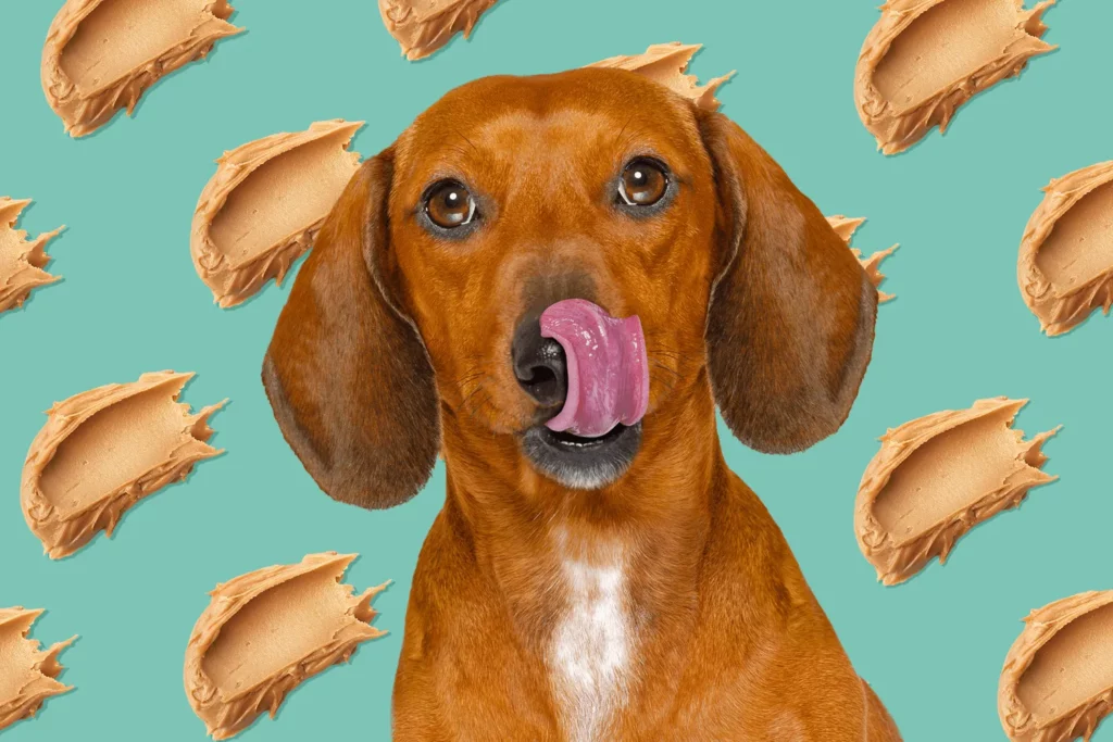 Cachorro pode comer pasta de amendoim