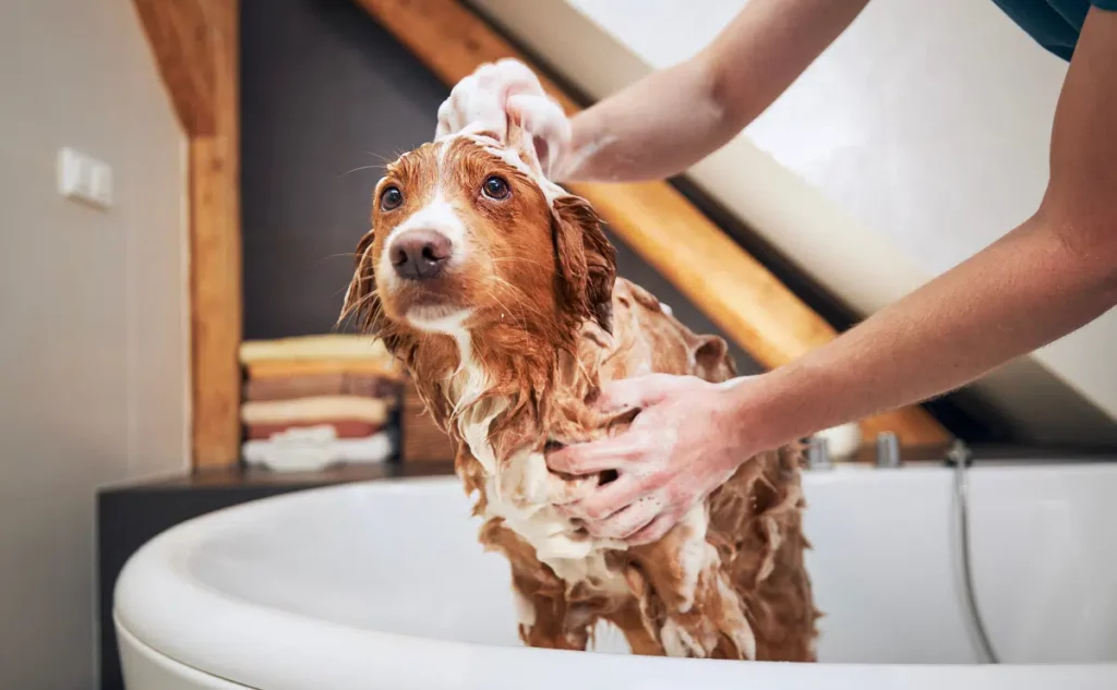 Com Quantos Meses Pode Dar Banho no Cachorro