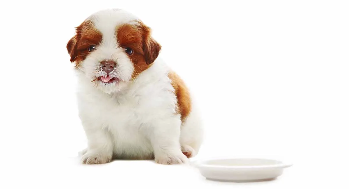 O que Shih Tzu filhote pode comer? Alimentação saudável