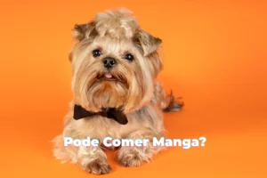 Shih Tzu Pode Comer Manga? Descubra se pode ou não!