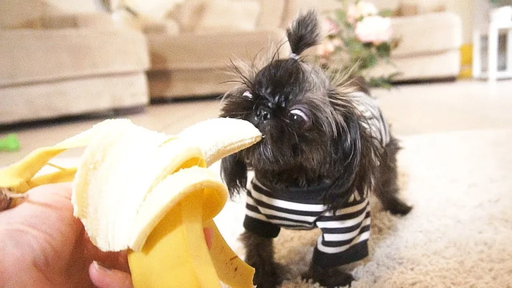Shih Tzu pode comer banana