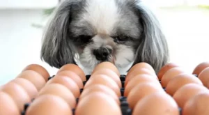 Shih tzu pode comer ovo, é seguro Oferecer?