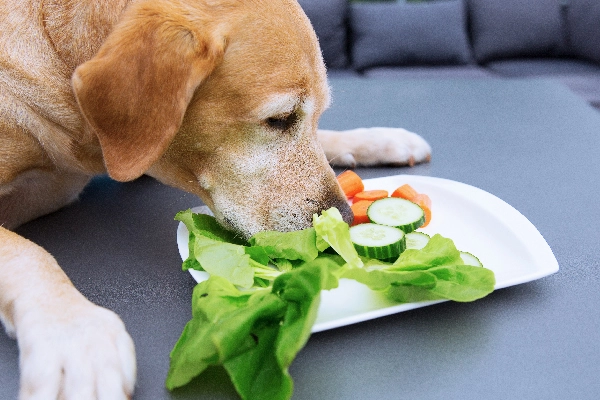 Vegetais na Dieta dos Cães