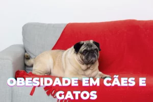 Riscos da obesidade em cães e gatos