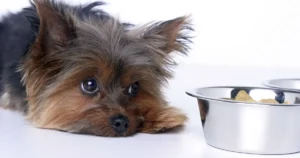 Alimentos que Prejudicam o Fígado do Cachorro: Guia Completo