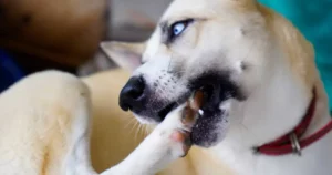 Cachorro Mordendo a Pata: Causas, Prevenção e Soluções