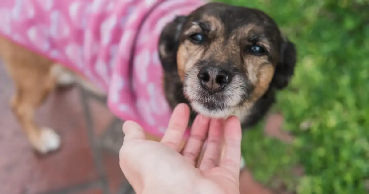 Qual é a expectativa de vida dos cachorros de diversas raças