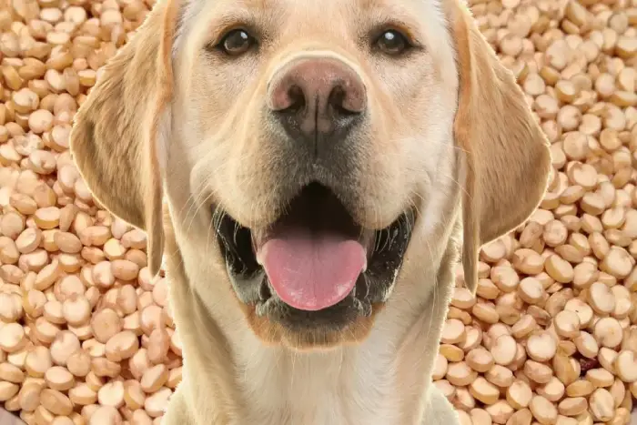 Benefícios Saudáveis da Quinoa para os Cães