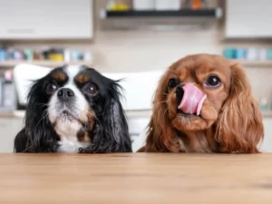 Receita Nutritiva para Cães: Frango com Batata Doce e Abobrinha