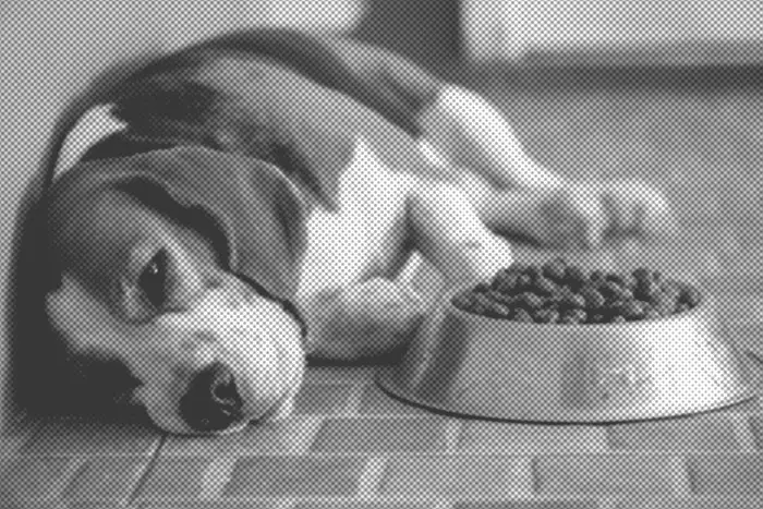 Remédio Caseiro para Cachorro que Não Quer Comer
