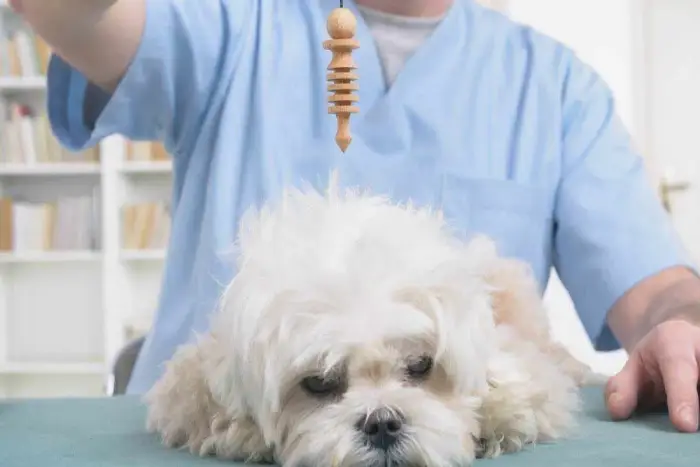 Terapias Alternativas para o Alívio da Dor em Cães