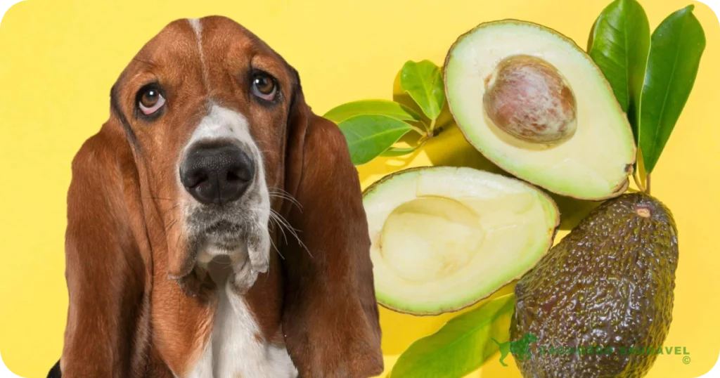 Cachorro Pode Comer Abacate