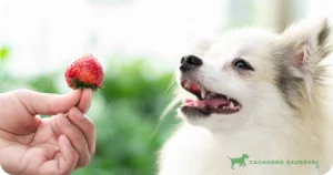 Cachorro Pode Comer Morango: Delícia ou Risco? Saiba Mais!