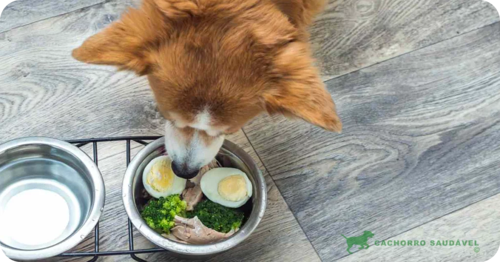 Cachorro Pode Comer Ovo Cozido: Descubra os benefícios e dicas