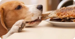 Cachorro Pode Comer Peixe: Descubra os Benefícios e Cuidados