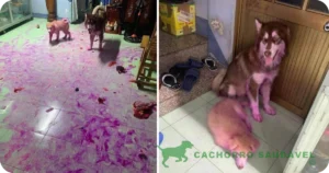 Cachorro Pode Comer Pitaya? Prós e Contras na Dieta Canina