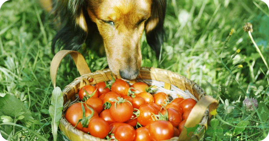 Cachorro Pode Comer Tomate