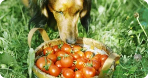 Cachorro Pode Comer Tomate: Verdades e Mitos 🍅