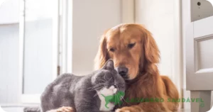 Por que Gato e Cachorro Não Se Dão Bem?