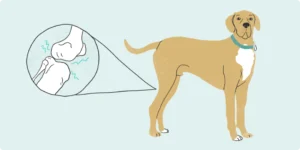 Artrite em Cachorro: Sintomas, Tratamentos e Prevenção