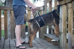 Cachorro com Fraqueza nas Pernas: Principais Causas e Tratamentos Eficazes