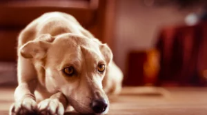 Gastrite em Cachorro: Uma Condição Comum e Preocupante
