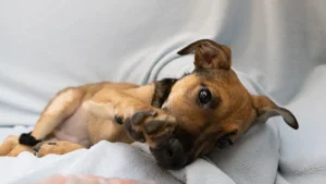 Saiba Se a Parvovirose Tem Cura e Como Proteger Seu Pet