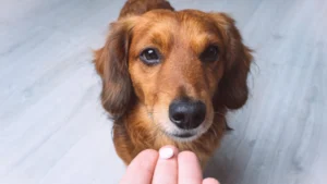 Vitamina para Cachorro com Fraqueza: Um Guia Completo