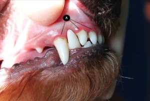 Gengivite em Cães: Compreendendo, Prevenindo e Tratando a Inflamação das Gengivas