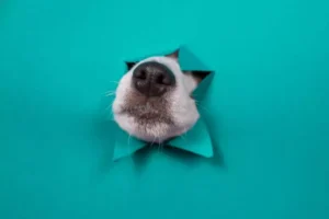 7 Coisas Estranhas que os Cachorros Fazem com o Nariz e o que Elas Significam