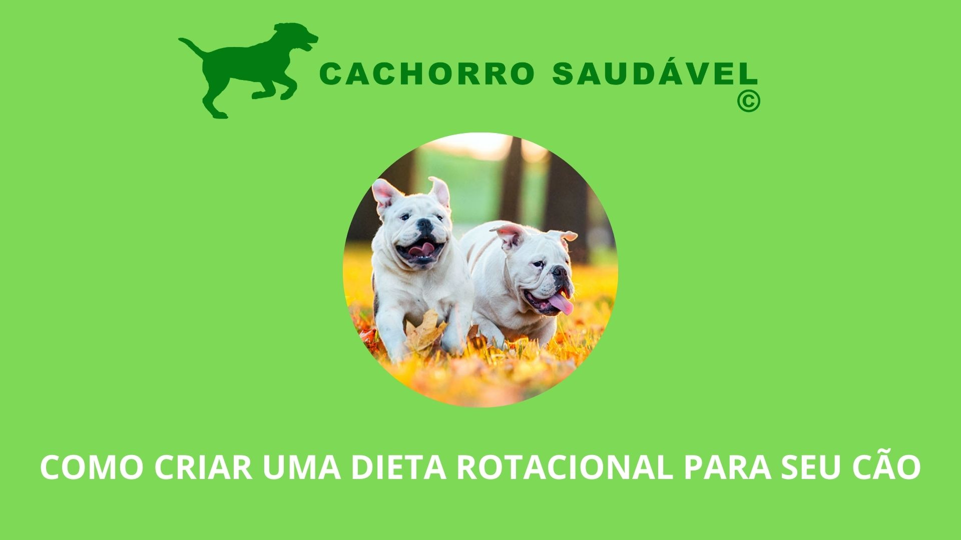 Como Criar uma Dieta Rotacional para Seu Cão: Variedade que Promove Saúde Intestinal